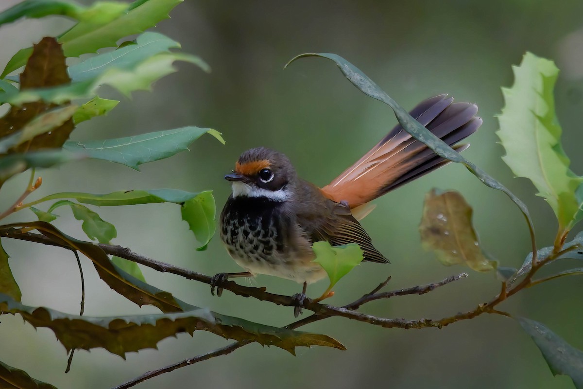 Australian Rufous Fantail - ML524425141