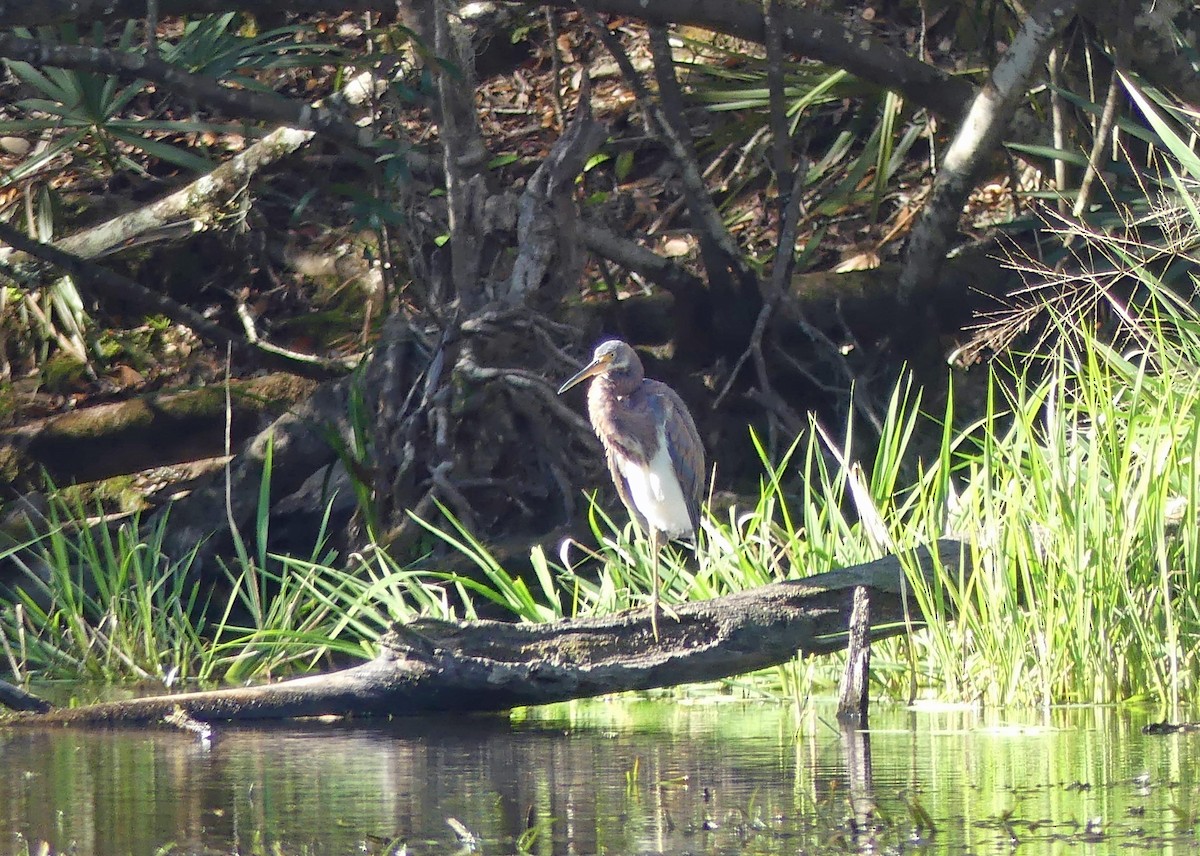 Tricolored Heron - ML524425151