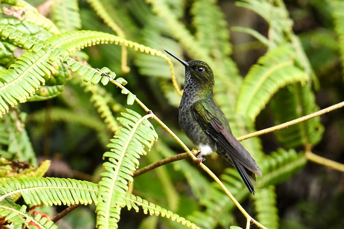 Hoary Puffleg - Maryse Neukomm