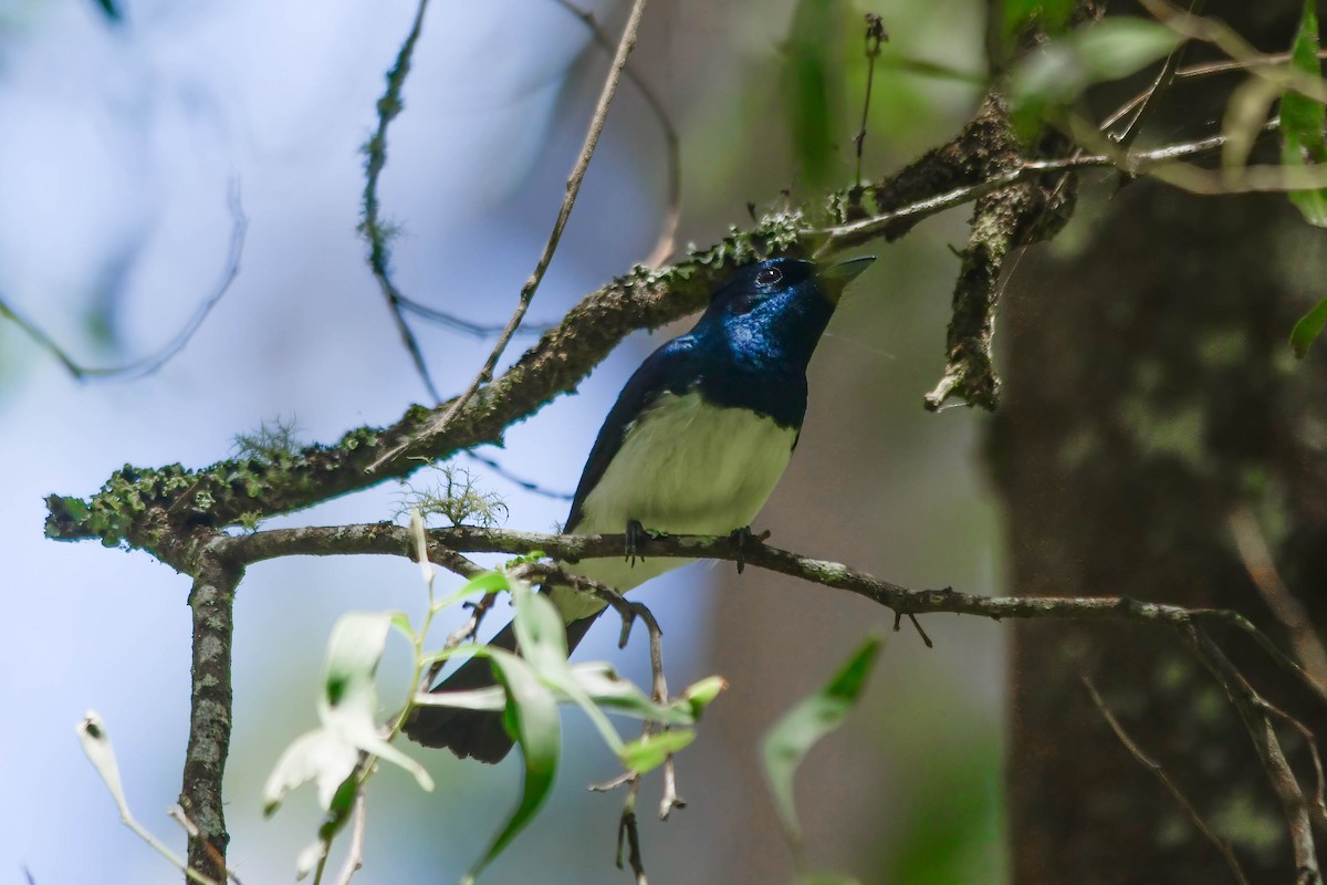 Satin Flycatcher - ML524426771