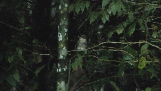 Hook-billed Kingfisher - ML524426901