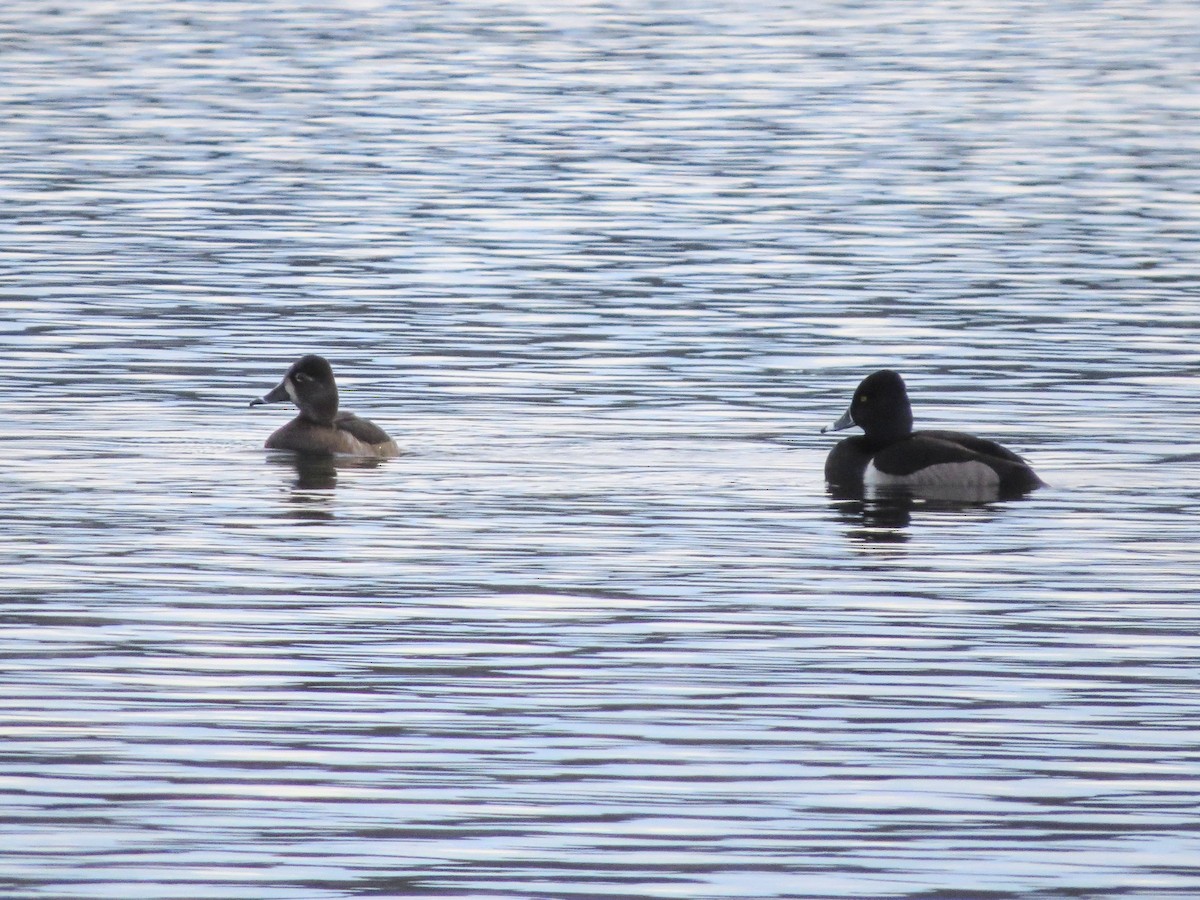 Ring-necked Duck - ML524427171