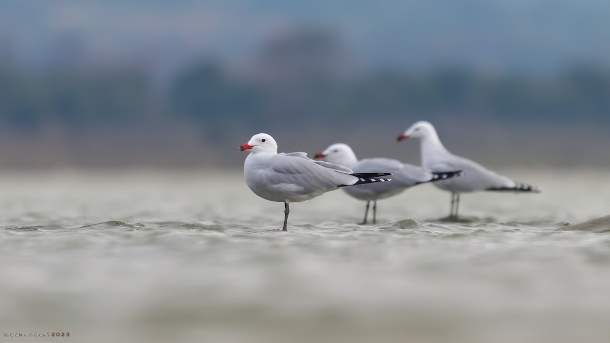 Audouin's Gull - Cenk Polat