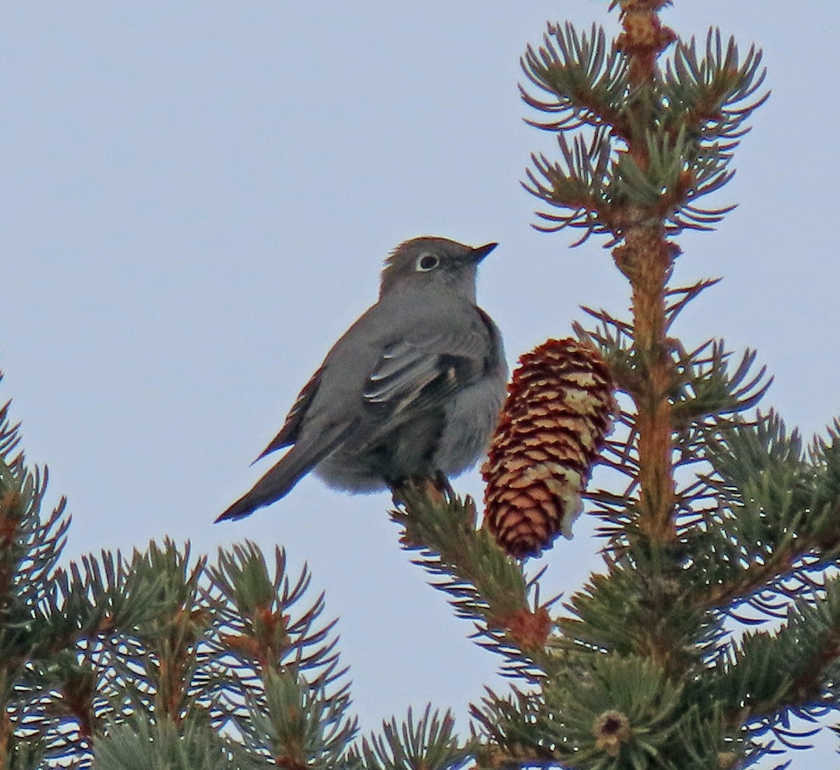 Townsend's Solitaire - ML524430121