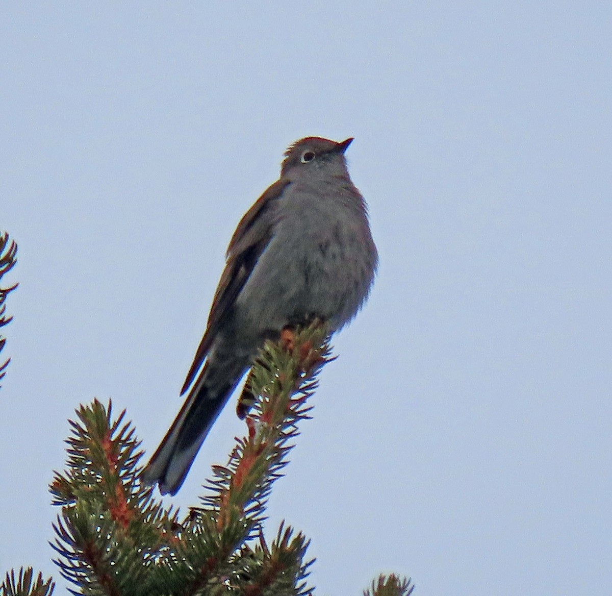 Townsend's Solitaire - ML524430131