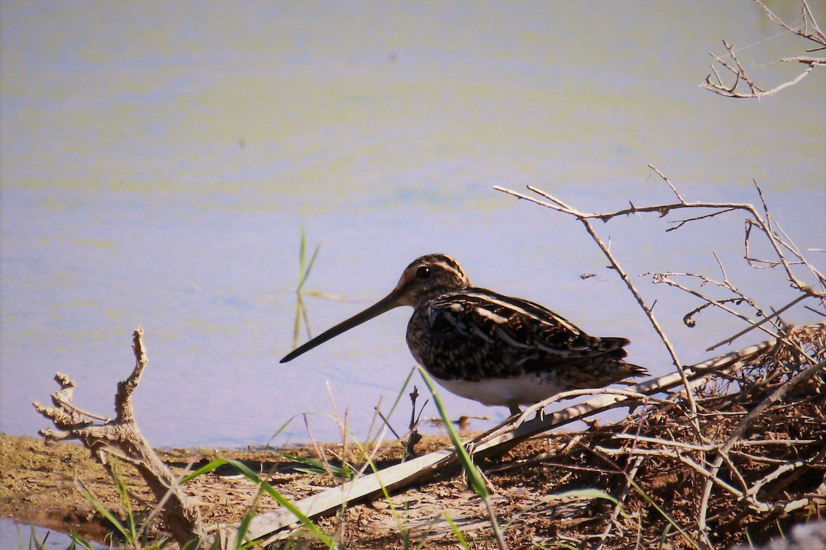 Common Snipe - Jitesh Mohanan