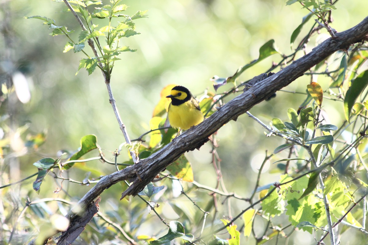 Hooded Warbler - ML52443111