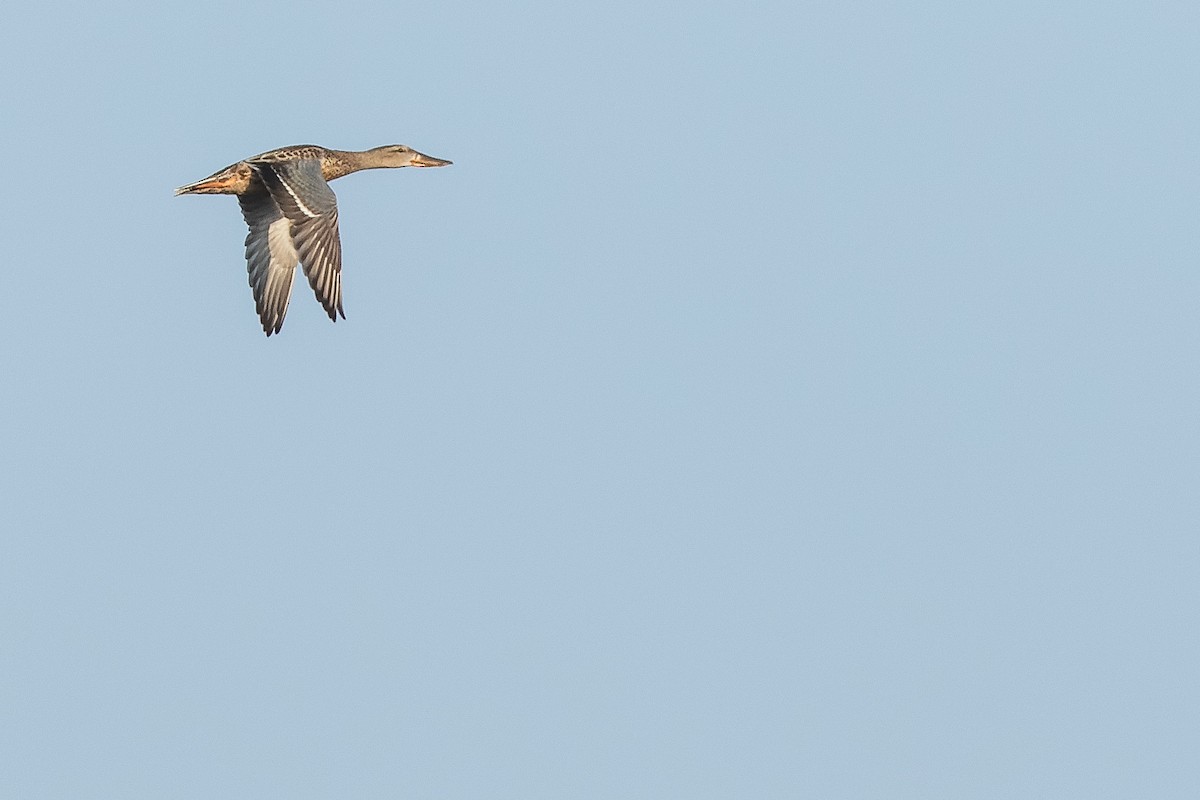 Garganey - ML524432101