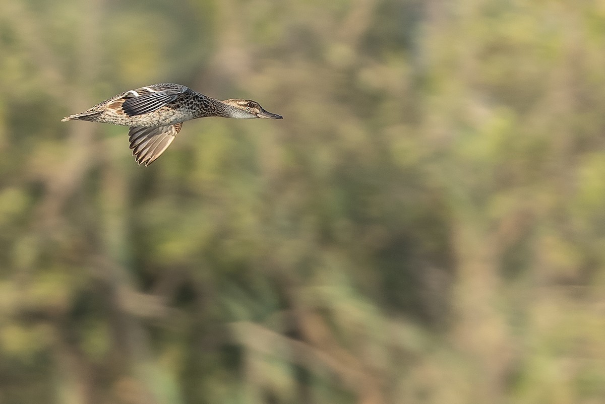 Garganey - ML524432111