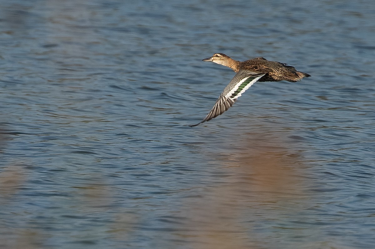 Garganey - ML524432141