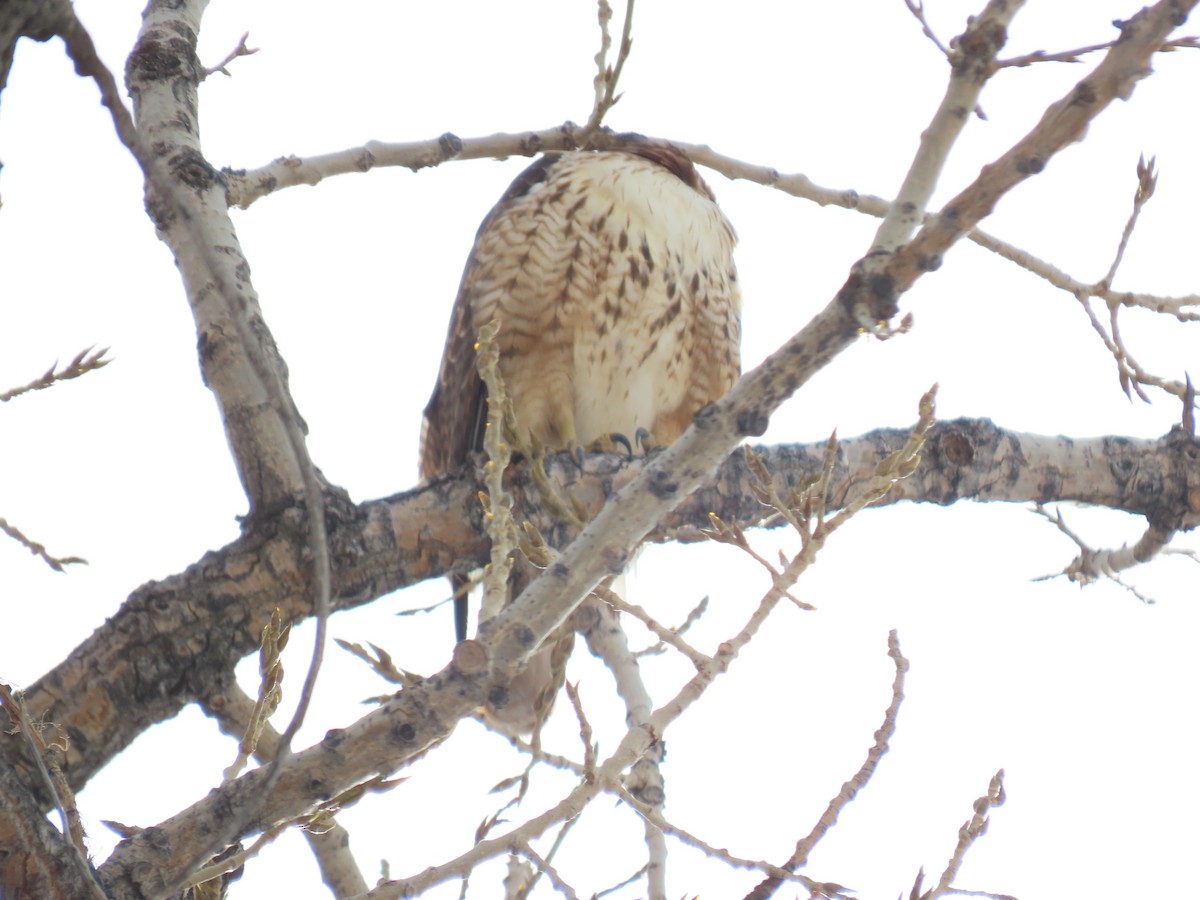 Red-tailed Hawk - ML524432881