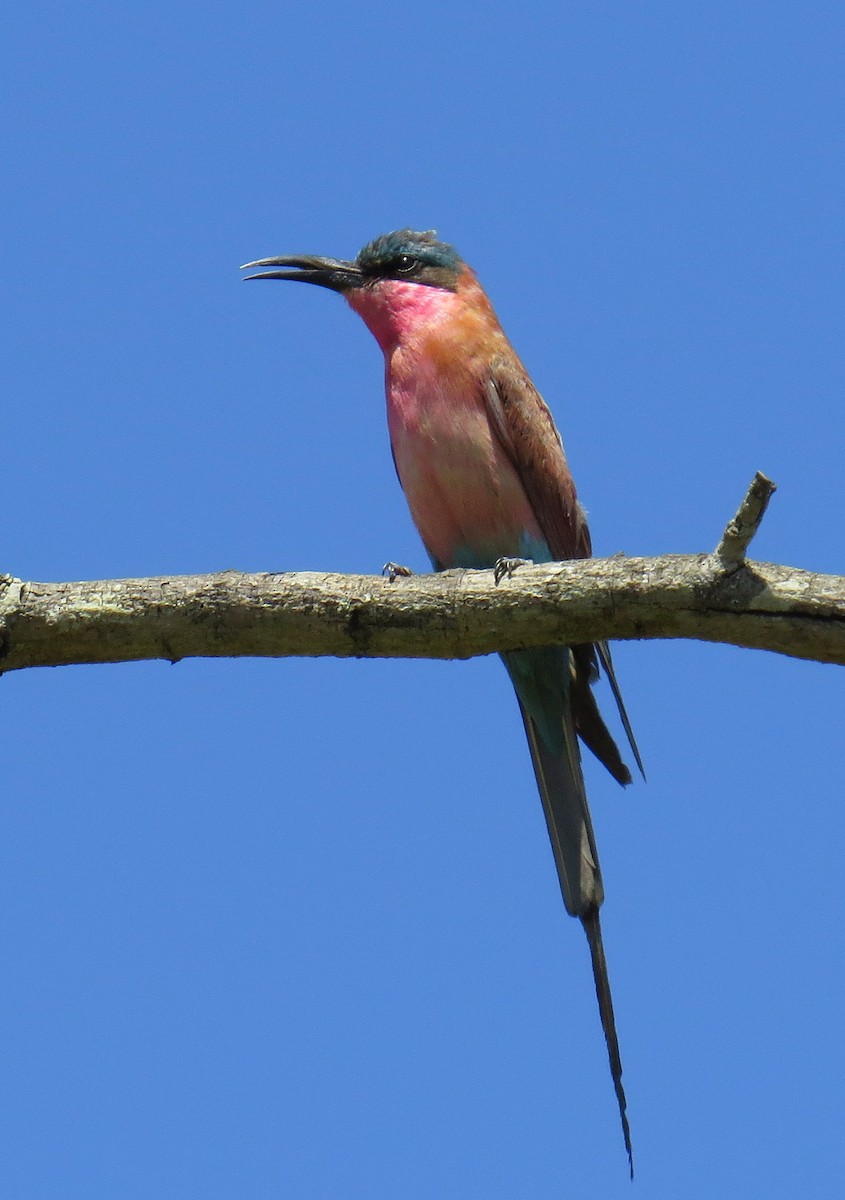 Southern Carmine Bee-eater - ML524433171