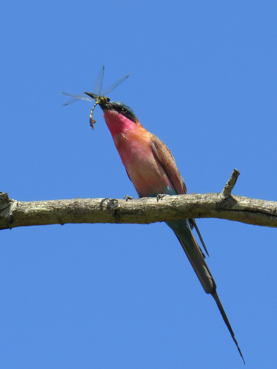 Southern Carmine Bee-eater - ML524433181