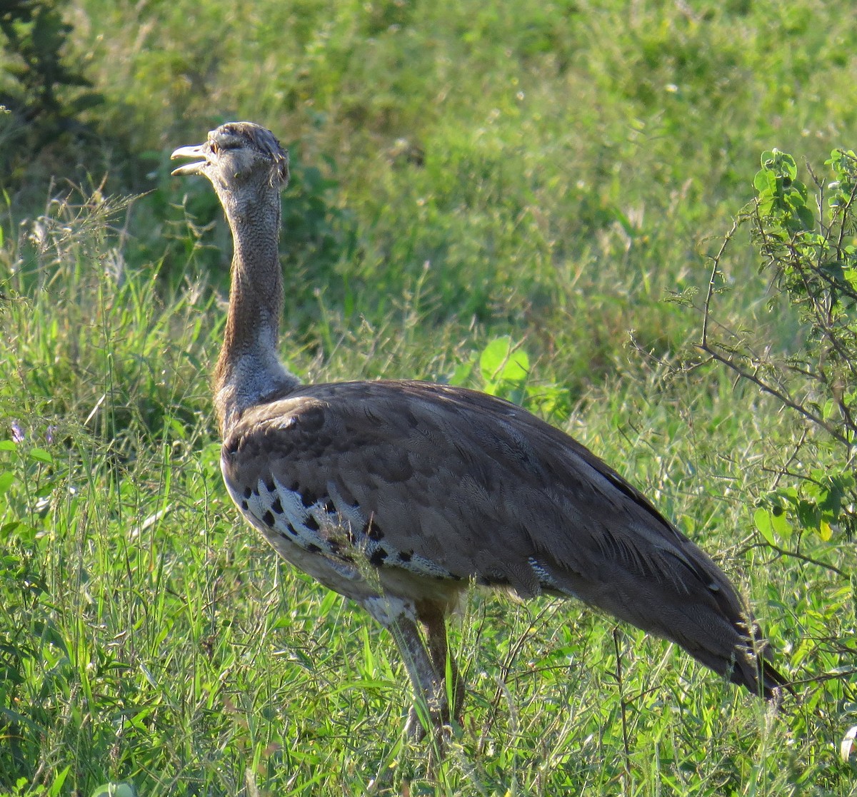 Kori Bustard - ML524434081