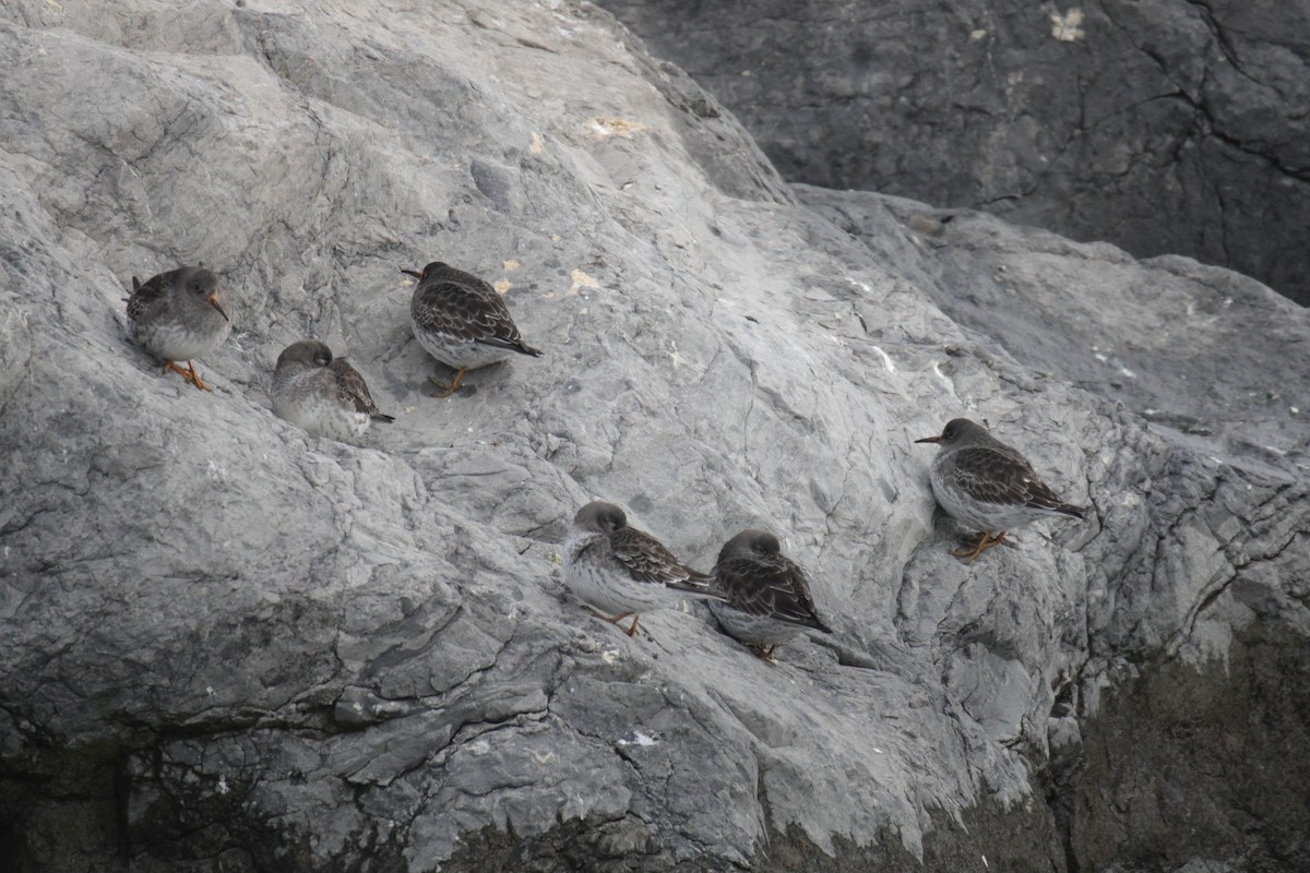 Purple Sandpiper - ML524434371