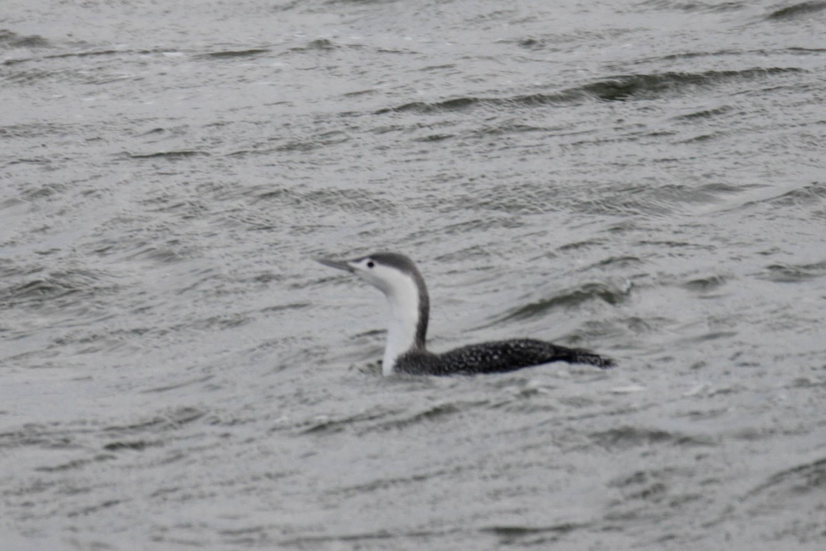 Red-throated Loon - ML524434521