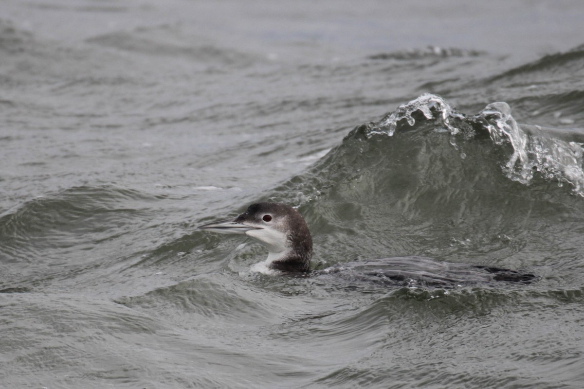 Common Loon - ML524434701