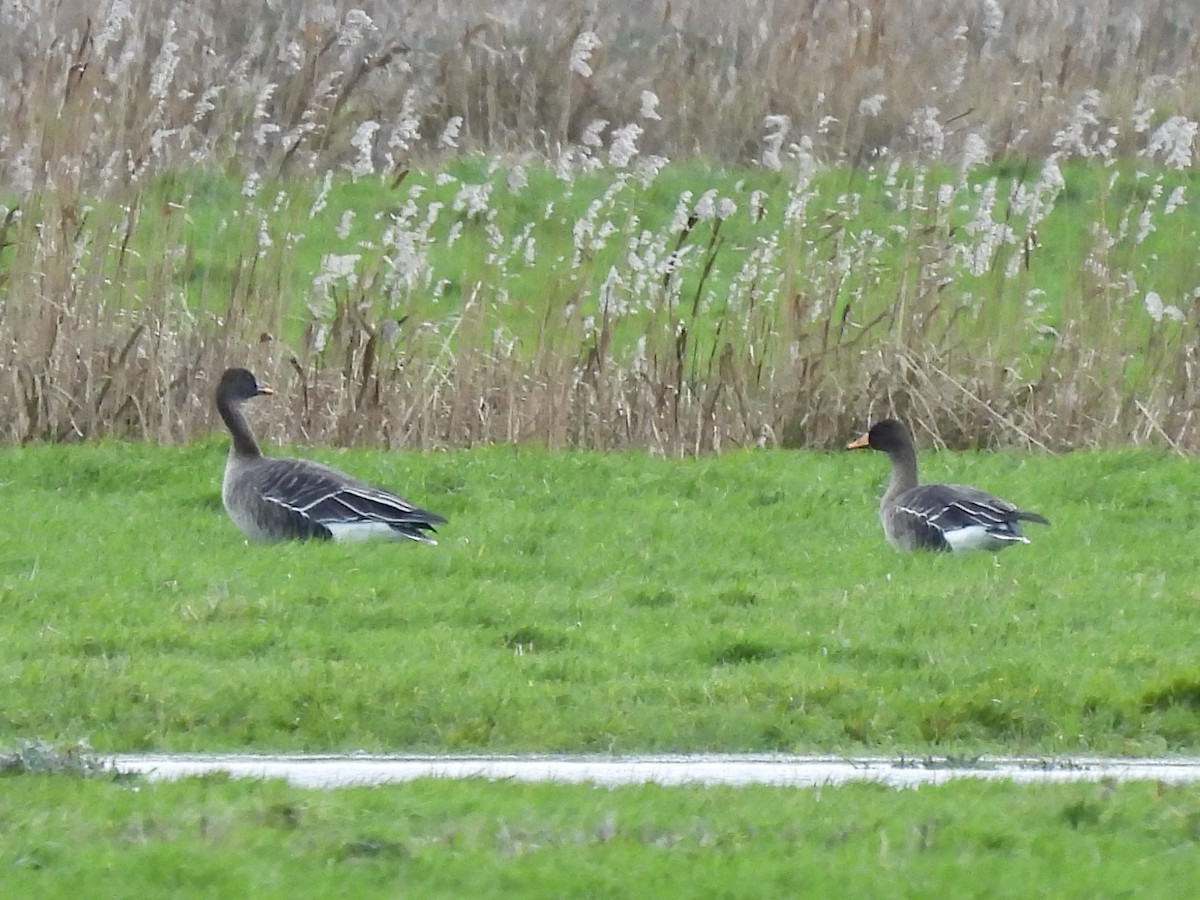 Taiga Bean-Goose - Stu  Buck