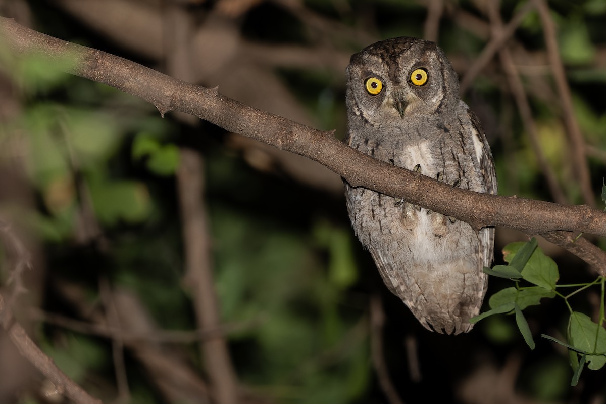 Arabian Scops-Owl - ML524436991