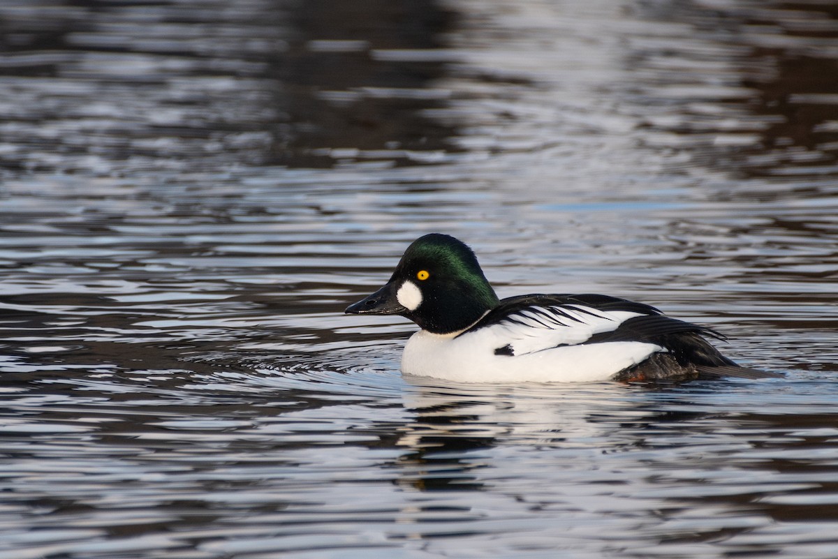 Common Goldeneye - ML524437361