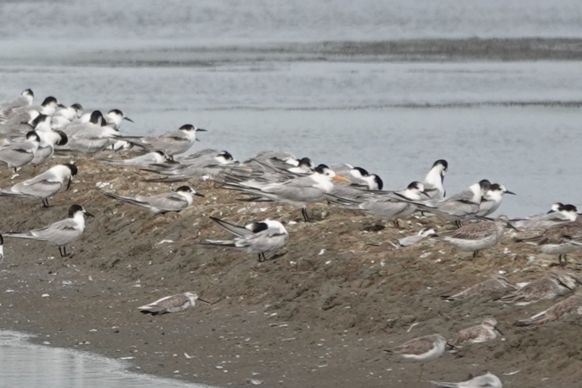 Lesser Crested Tern - ML524438011