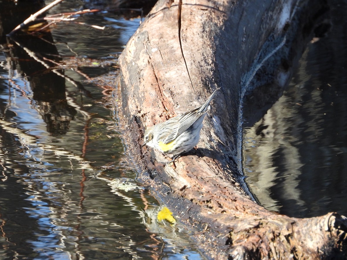 Yellow-rumped Warbler - ML524438601