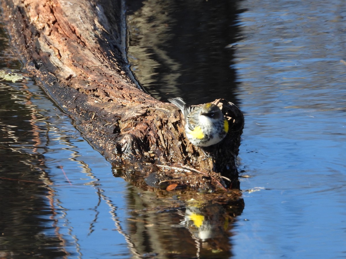 Yellow-rumped Warbler - ML524438611