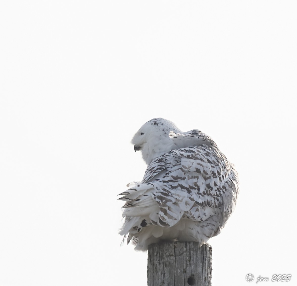Snowy Owl - ML524438651