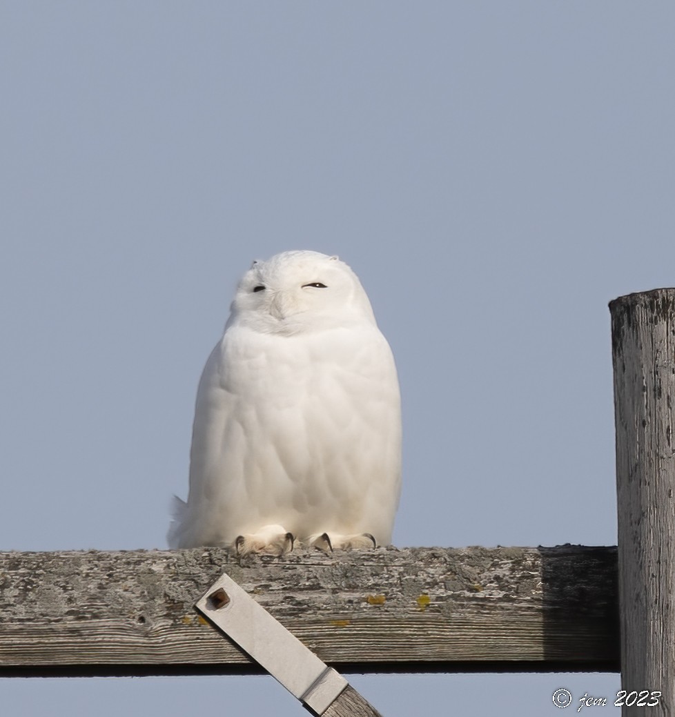 Snowy Owl - ML524438661