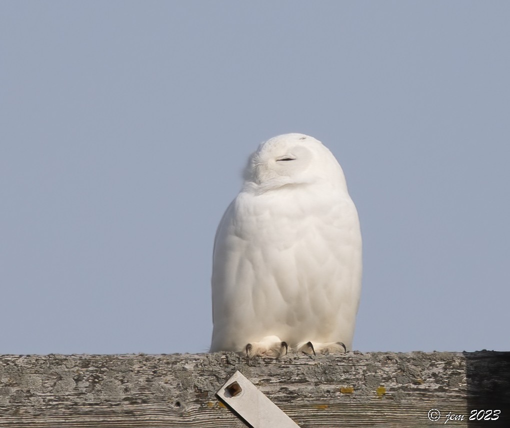 Snowy Owl - ML524438671