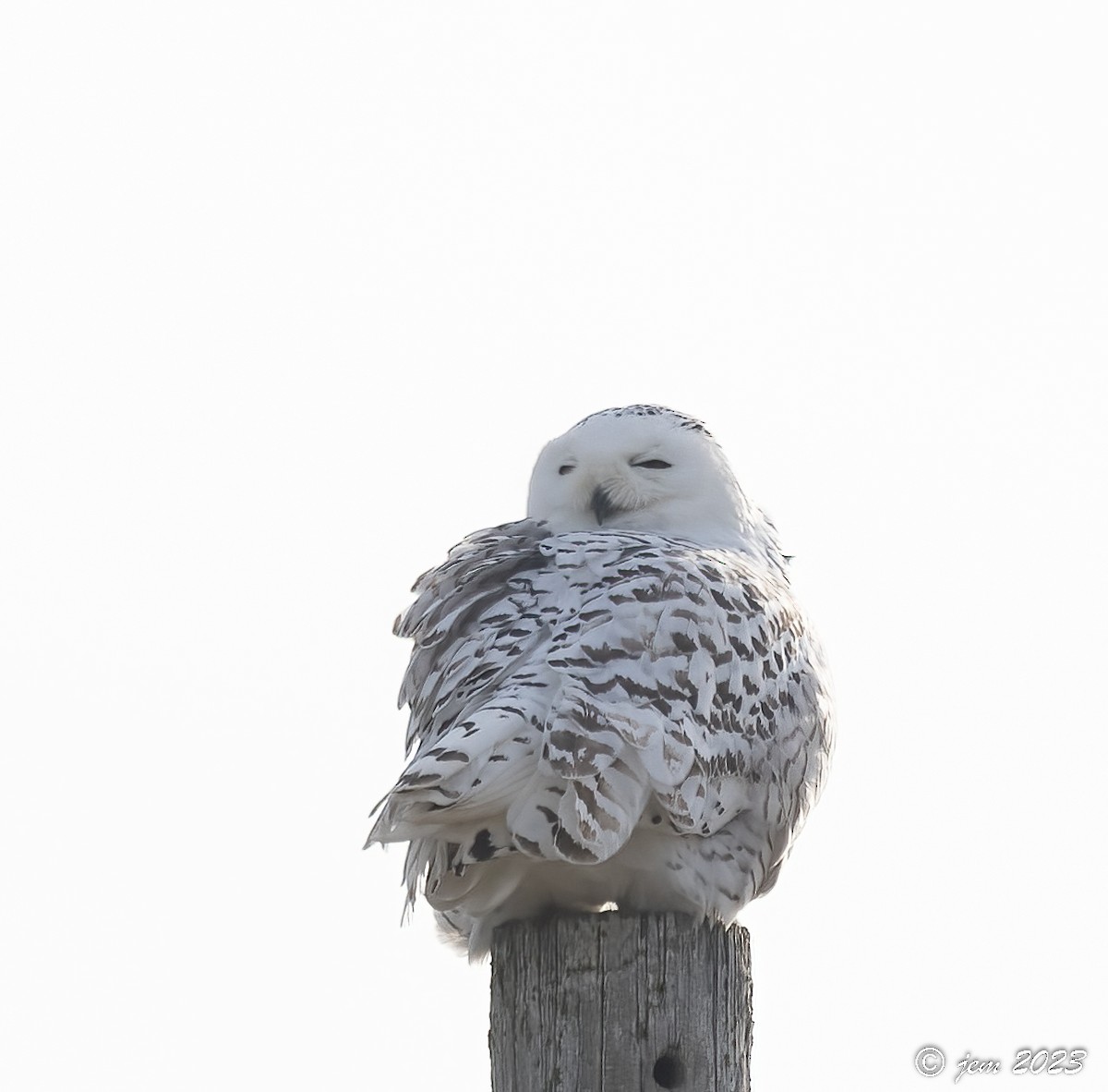 Snowy Owl - ML524438681
