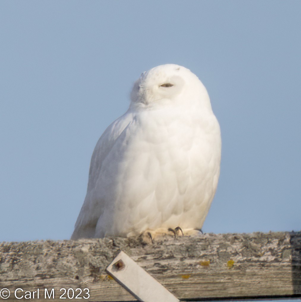 Snowy Owl - ML524438691