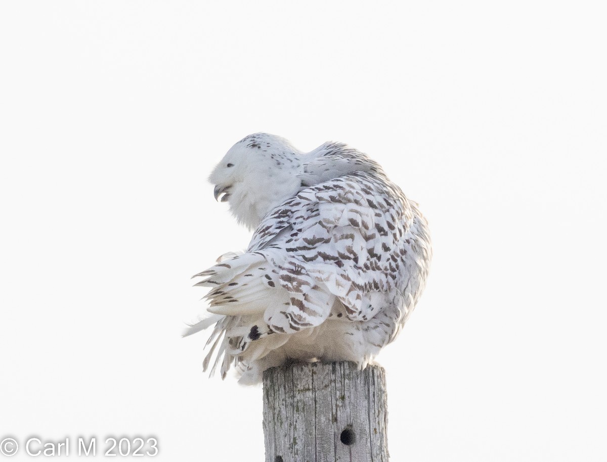 Snowy Owl - ML524438701