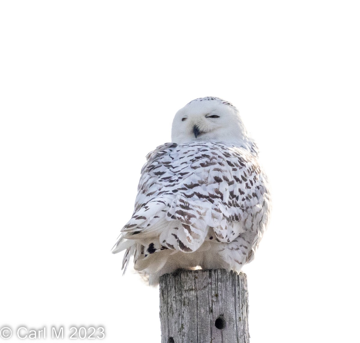 Snowy Owl - ML524438711