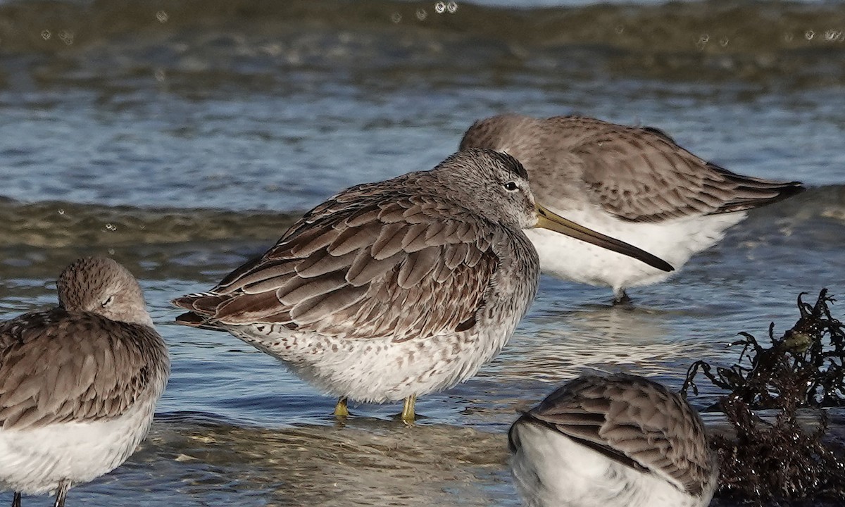 Short-billed Dowitcher - ML524438881