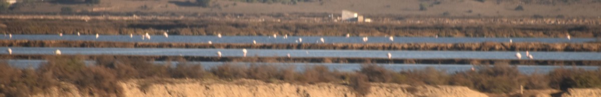 Greater Flamingo - ML524438961