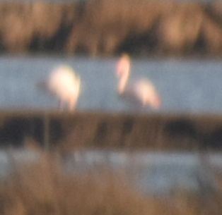 Greater Flamingo - ML524438971