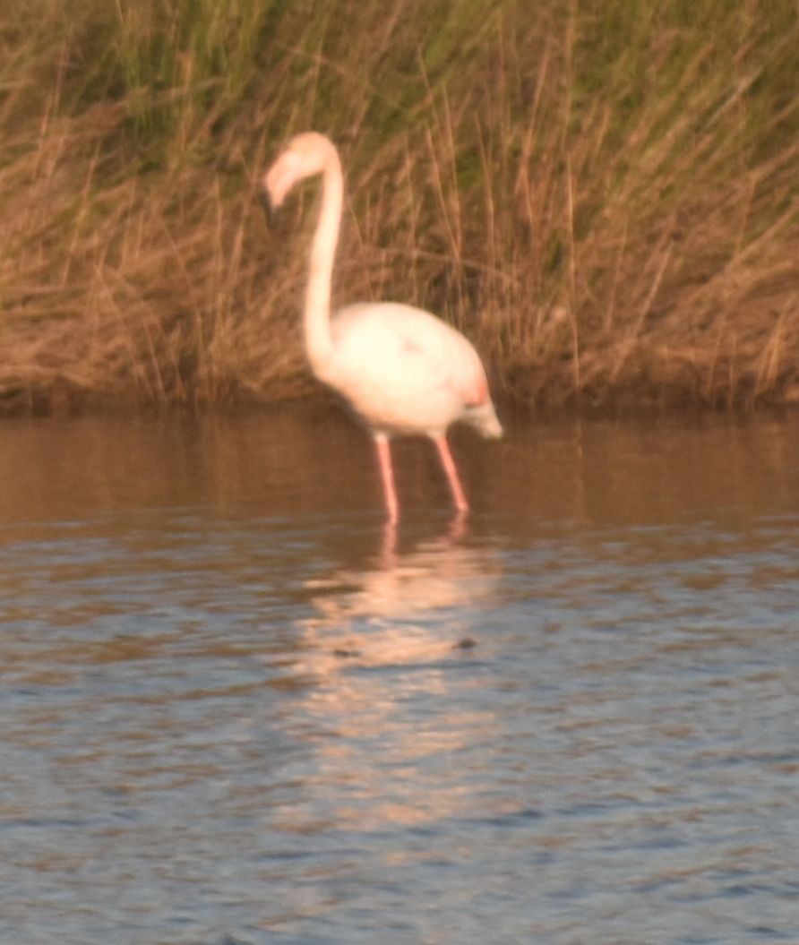 Greater Flamingo - ML524439101