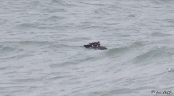 Harlequin Duck - ML524439531