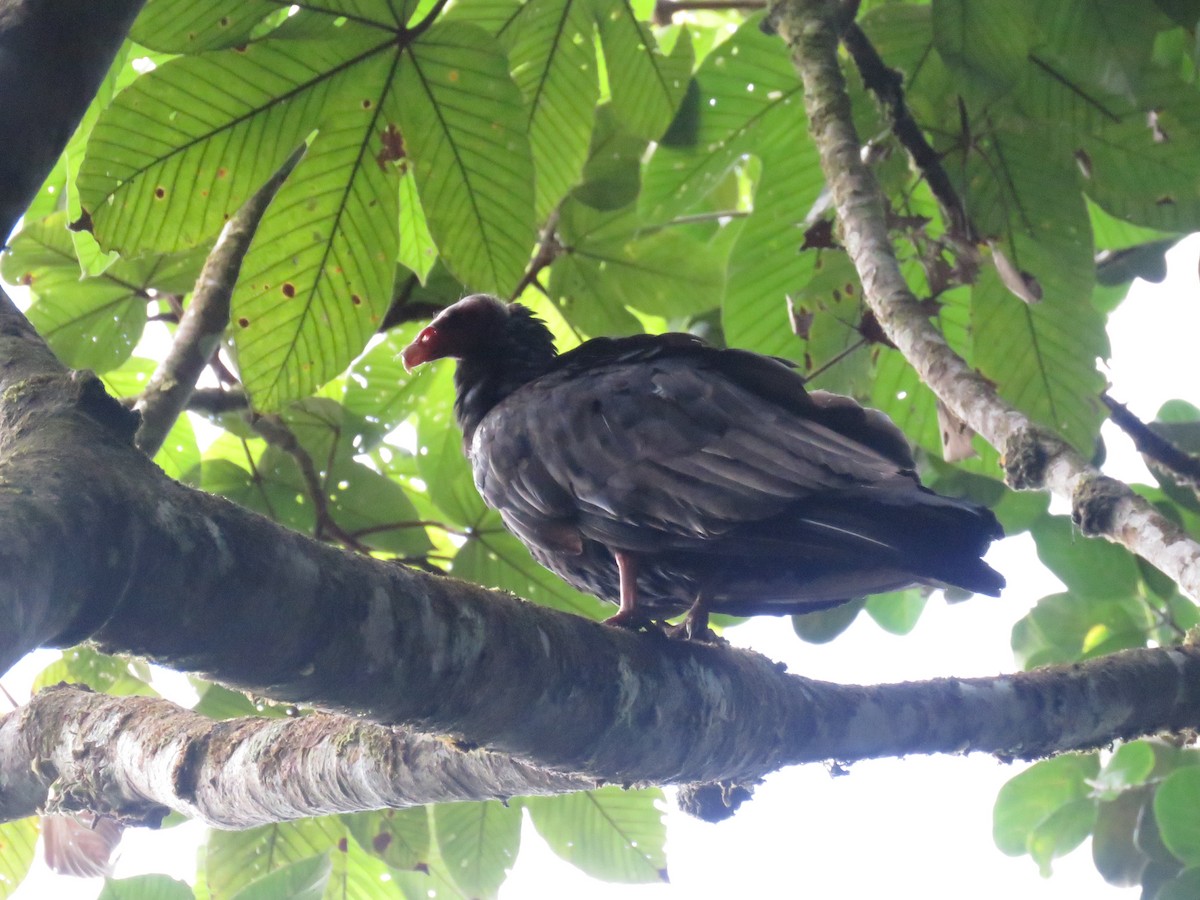 Turkey Vulture - ML524440511