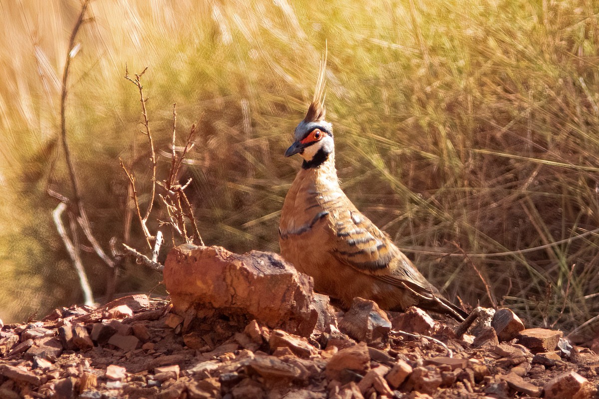 ショウキバト - ML524441221