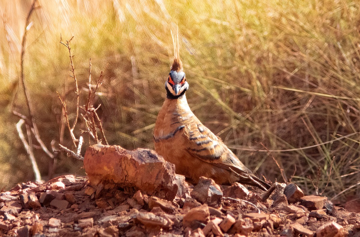 Spinifex Pigeon - Chris Jones