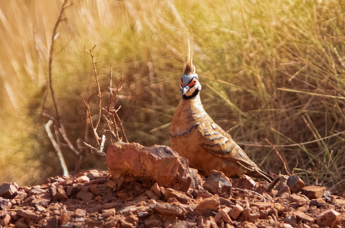 Spinifex Pigeon - Chris Jones