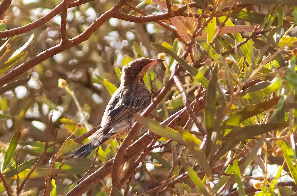 Spiny-cheeked Honeyeater - ML524441491