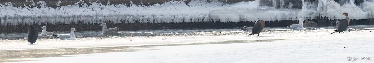 Double-crested Cormorant - ML524441611