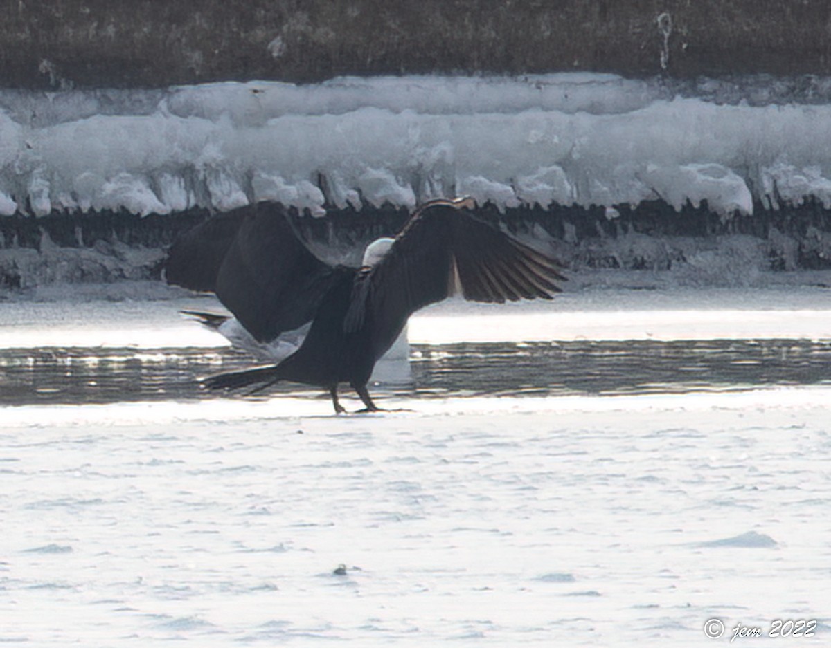 Double-crested Cormorant - ML524441621