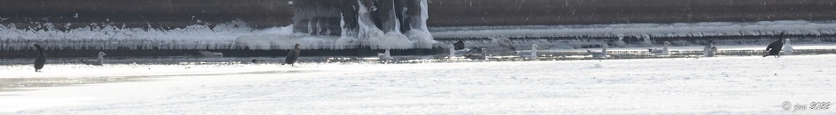 Double-crested Cormorant - ML524441631