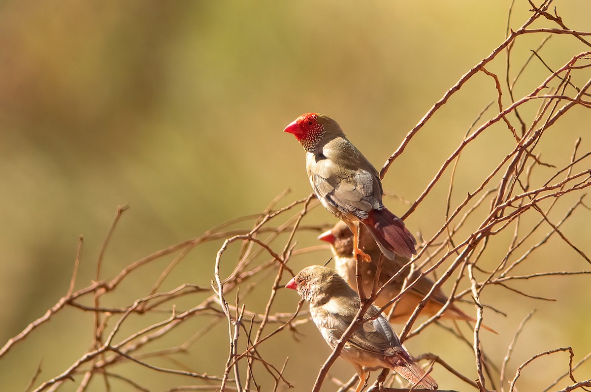 Star Finch - ML524441651