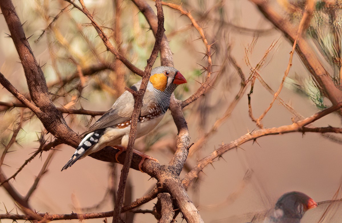 Zebra Finch - Chris Jones