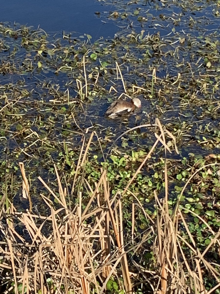 Black-bellied Whistling-Duck - ML524442331